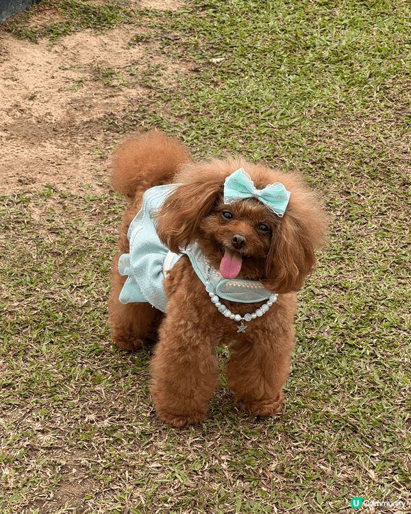 家中有兩隻小毛孩，一隻是迷你品，一隻是貴婦狗，最愛帶2位毛孩...