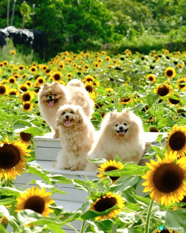 園區面臨政府收地計畫，未來可能搬遷，建議把握機會造訪🥹《元朗...