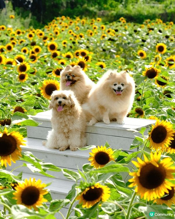 園區面臨政府收地計畫，未來可能搬遷，建議把握機會造訪🥹《元朗...