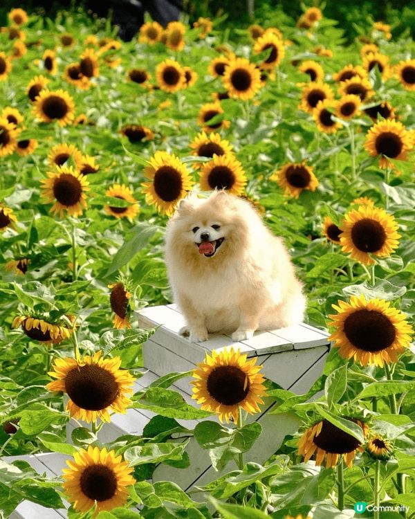 園區面臨政府收地計畫，未來可能搬遷，建議把握機會造訪🥹《元朗...