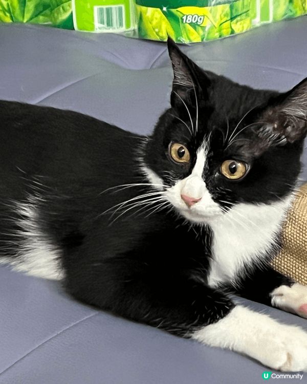 睇我活潑可愛😍嘅樣，就知道我係一隻快樂小猫咪喇🤟🏻😺...