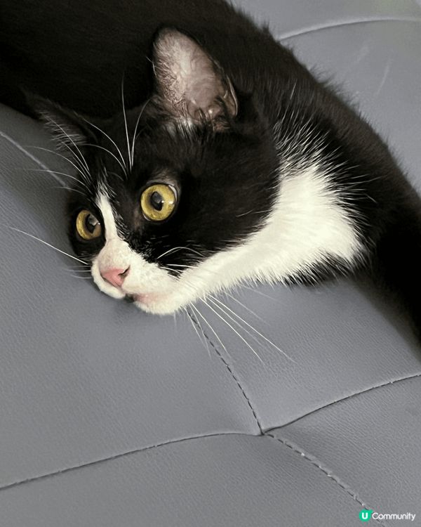 睇我活潑可愛😍嘅樣，就知道我係一隻快樂小猫咪喇🤟🏻😺...