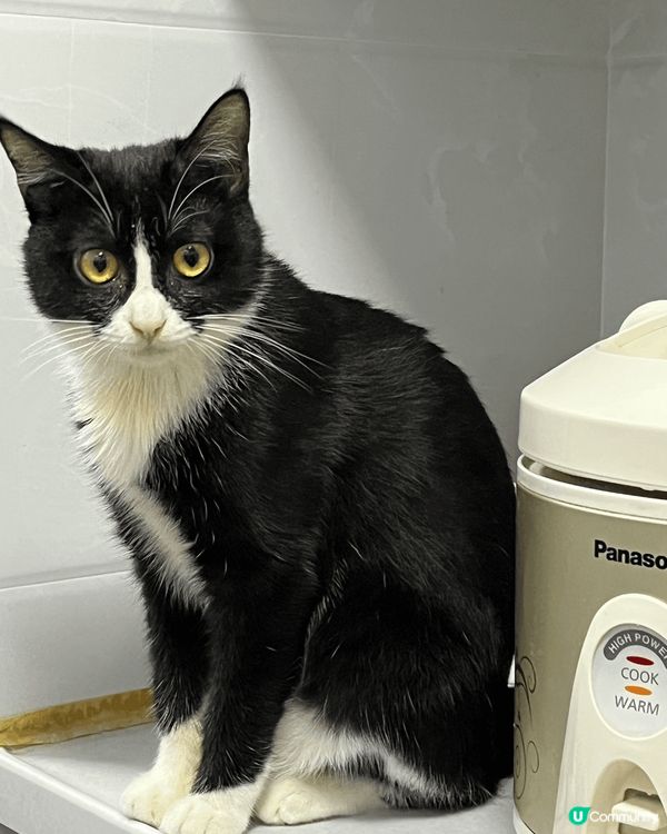 睇我活潑可愛😍嘅樣，就知道我係一隻快樂小猫咪喇🤟🏻😺...