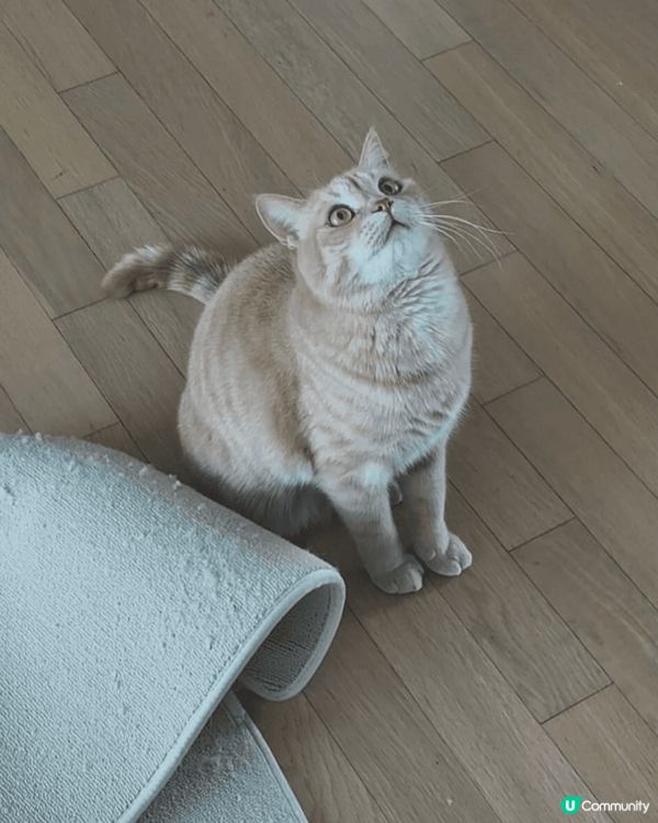 貓貓叫湯圓 啱啱過兩歲生日 平時最鍾意就係睇住我地做嘢同巡邏...