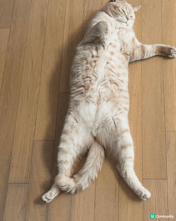 貓貓叫湯圓 啱啱過兩歲生日 平時最鍾意就係睇住我地做嘢同巡邏...