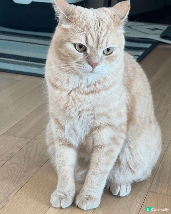 貓貓叫湯圓 啱啱過兩歲生日 平時最鍾意就係睇住我地做嘢同巡邏...