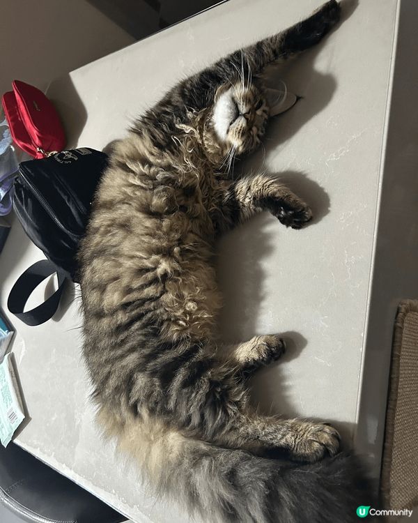 ✨ 銀色小王子 ✨  