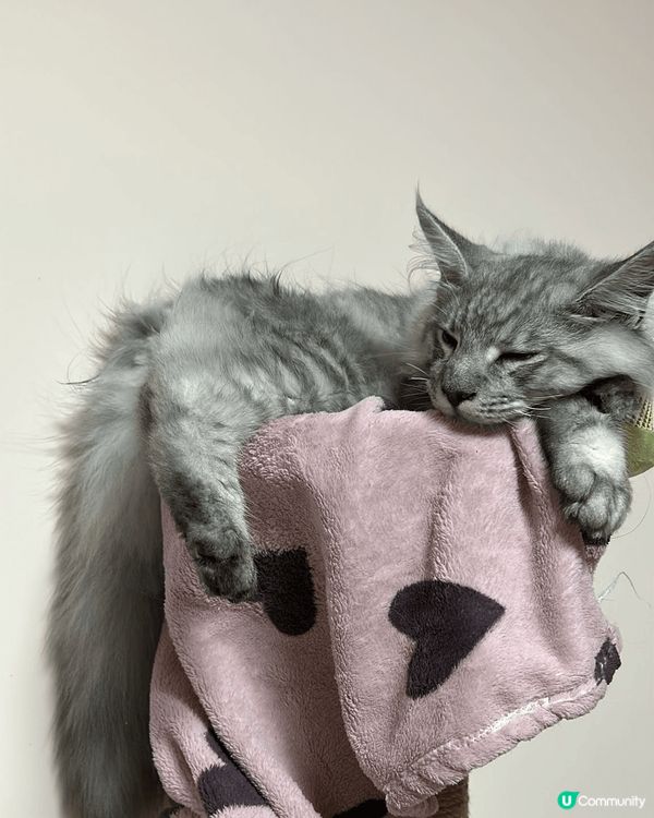 ✨ 銀色小王子 ✨  