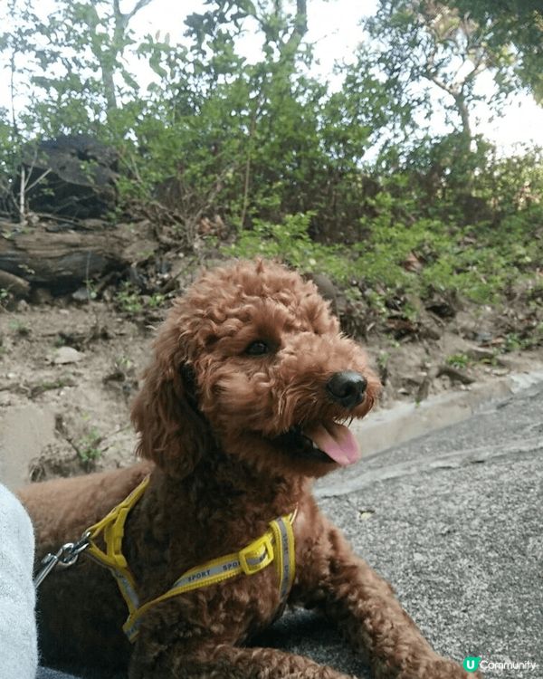 平時我隻狗喺屋企好乖好靜，又中意行山，係個文青小狗嚟！