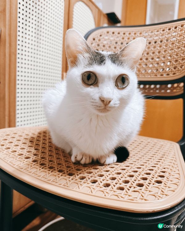 白貓優雅坐姿，萌翻天！😻🪑