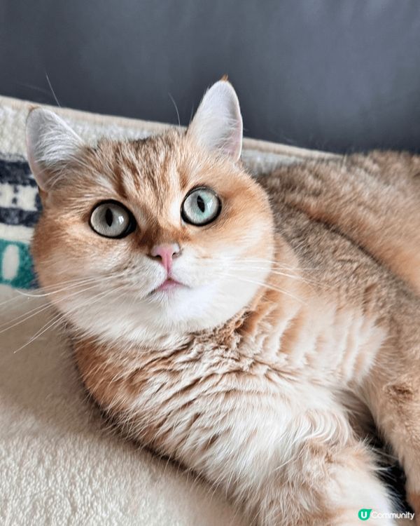 貓貓美照，喜歡擺不同姿勢，眼大大圓碌碌，超可愛！