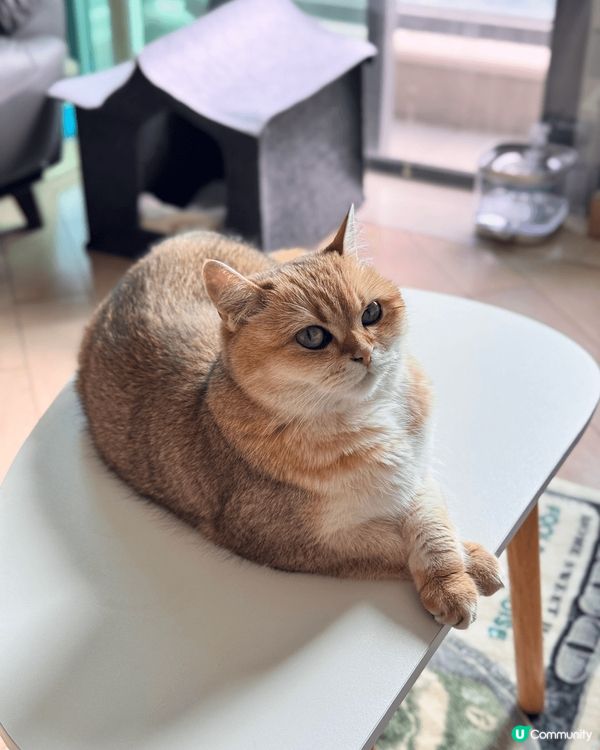 貓貓美照，喜歡擺不同姿勢，眼大大圓碌碌，超可愛！