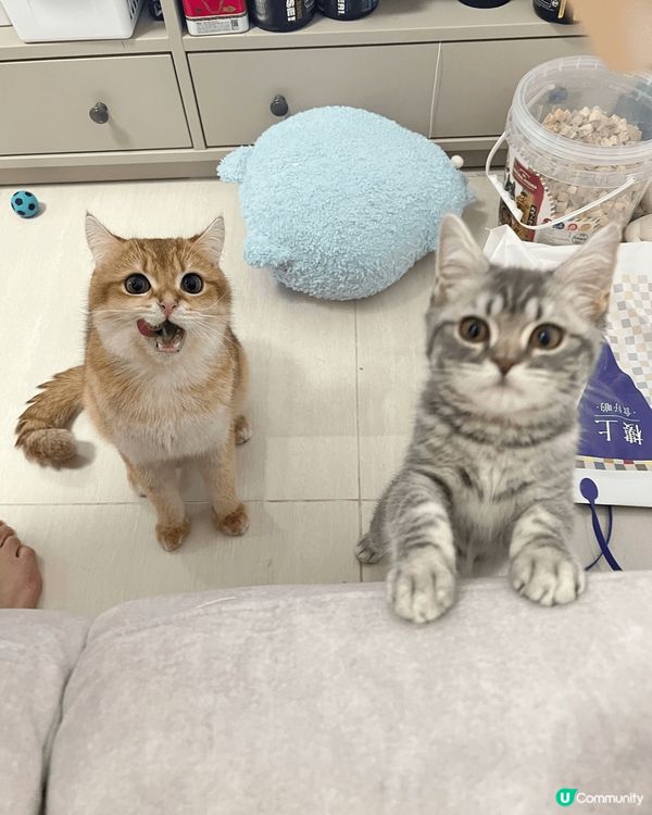 我有兩隻小貓，一隻叫芝麻，另一隻叫湯圓。佢哋係芝麻湯圓。