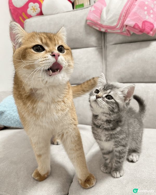 我有兩隻小貓，一隻叫芝麻，另一隻叫湯圓。佢哋係芝麻湯圓。