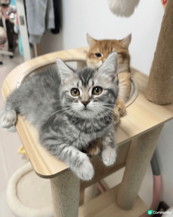 我有兩隻小貓，一隻叫芝麻，另一隻叫湯圓。佢哋係芝麻湯圓。