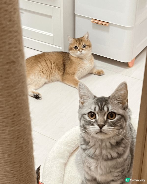 我有兩隻小貓，一隻叫芝麻，另一隻叫湯圓。佢哋係芝麻湯圓。