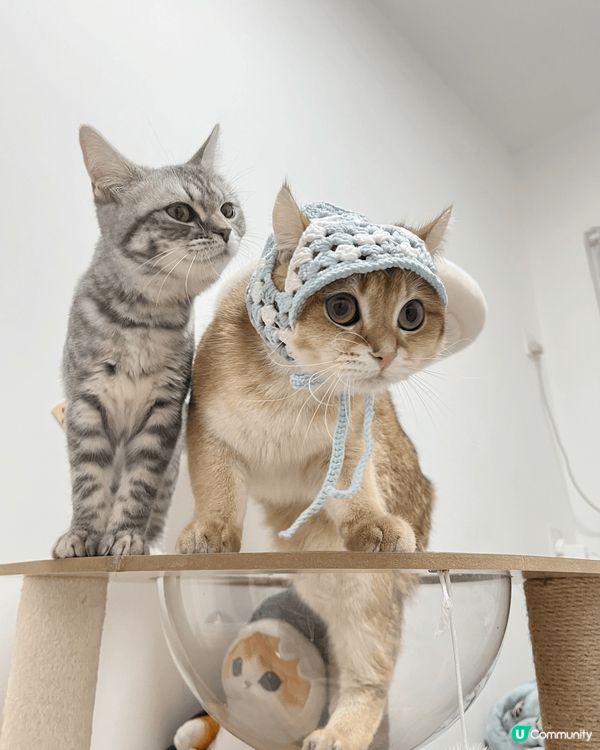 我有兩隻小貓，一隻叫芝麻，另一隻叫湯圓。佢哋係芝麻湯圓。