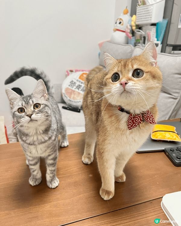 我有兩隻小貓，一隻叫芝麻，另一隻叫湯圓。佢哋係芝麻湯圓。