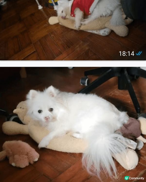 很開心我的貓咪和狗狗相處愉快並帶給我家人很多快樂