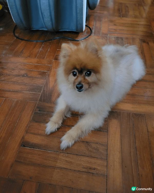 很開心我的貓咪和狗狗相處愉快並帶給我家人很多快樂