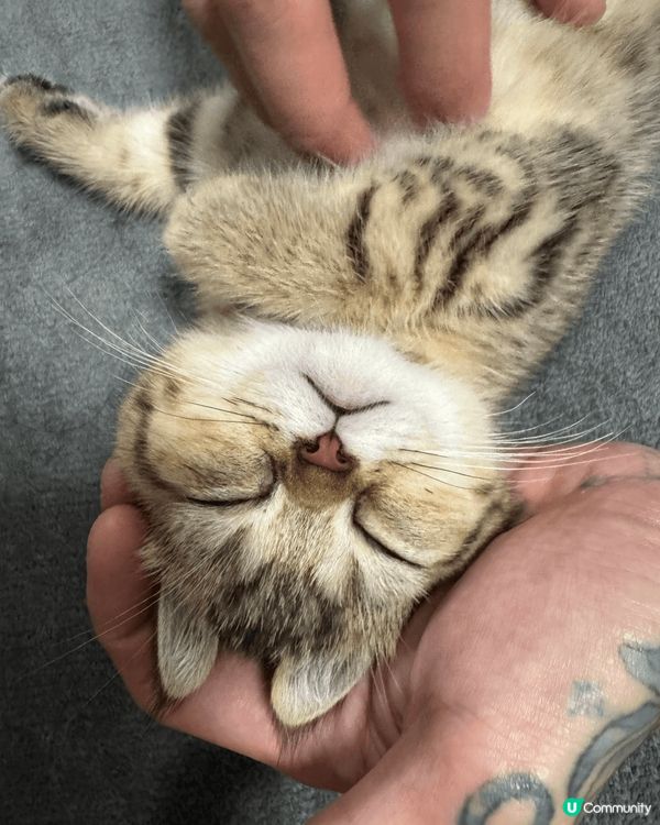 我哋係英短bb🤭係好似樣又乖又嗲既兩兄弟❤️