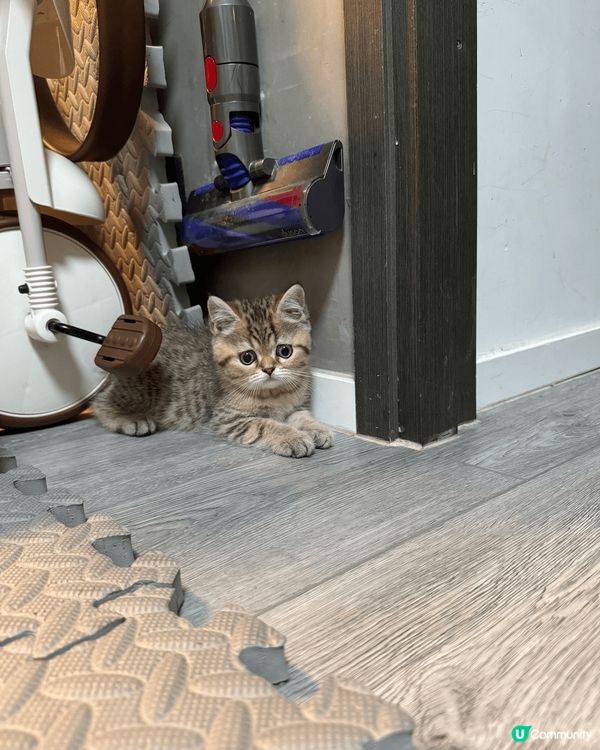 我哋係英短bb🤭係好似樣又乖又嗲既兩兄弟❤️