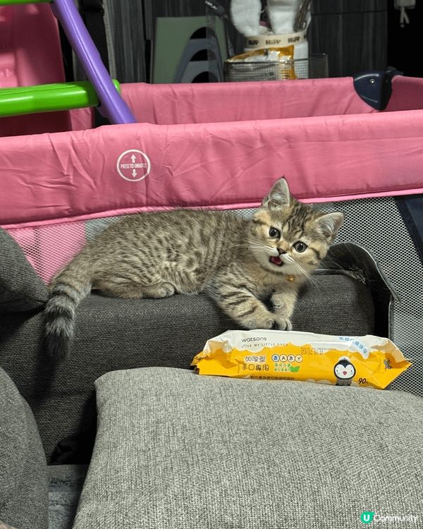 我哋係英短bb🤭係好似樣又乖又嗲既兩兄弟❤️