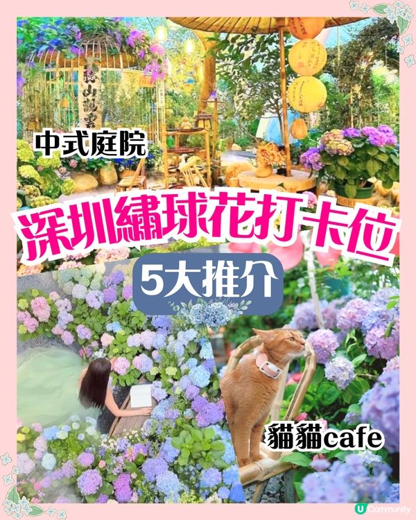 深圳繡球花打卡位5大推介📸😍真花佈置‼️貓貓cafe/中式庭院