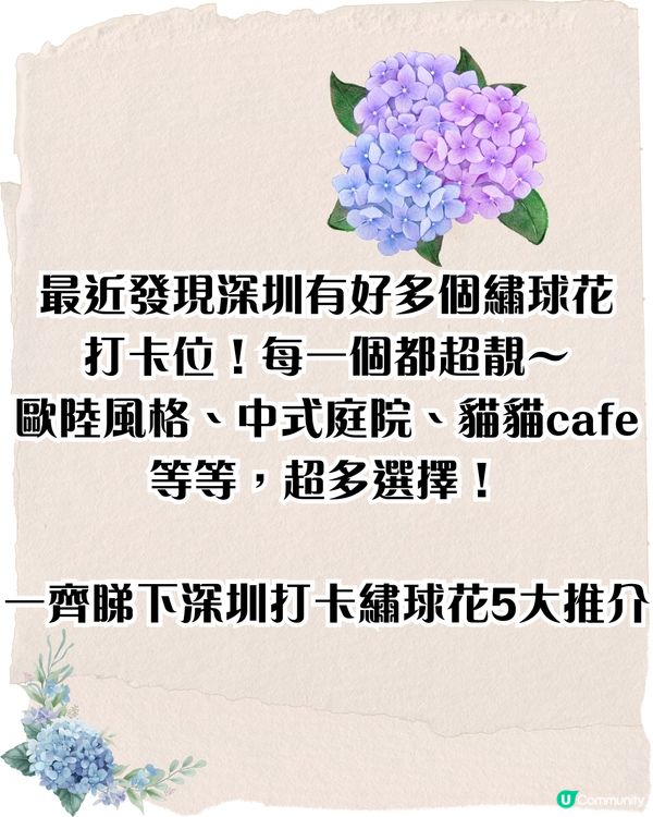 深圳繡球花打卡位5大推介📸😍真花佈置‼️貓貓cafe/中式庭院