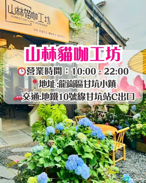 深圳繡球花打卡位5大推介📸😍真花佈置‼️貓貓cafe/中式庭院