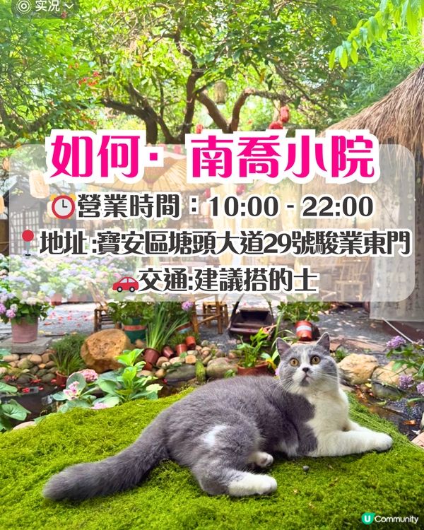 深圳繡球花打卡位5大推介📸😍真花佈置‼️貓貓cafe/中式庭院