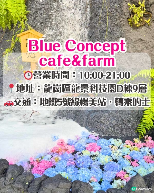 深圳繡球花打卡位5大推介📸😍真花佈置‼️貓貓cafe/中式庭院