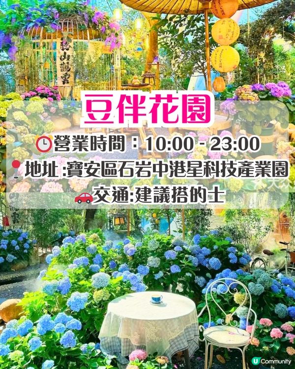 深圳繡球花打卡位5大推介📸😍真花佈置‼️貓貓cafe/中式庭院