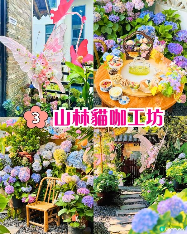 深圳繡球花打卡位5大推介📸😍真花佈置‼️貓貓cafe/中式庭院