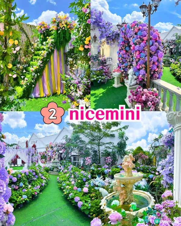 深圳繡球花打卡位5大推介📸😍真花佈置‼️貓貓cafe/中式庭院