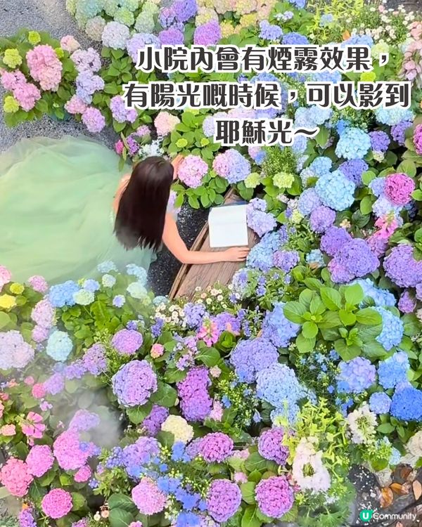 深圳繡球花打卡位5大推介📸😍真花佈置‼️貓貓cafe/中式庭院