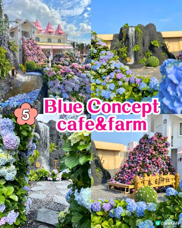 深圳繡球花打卡位5大推介📸😍真花佈置‼️貓貓cafe/中式庭院