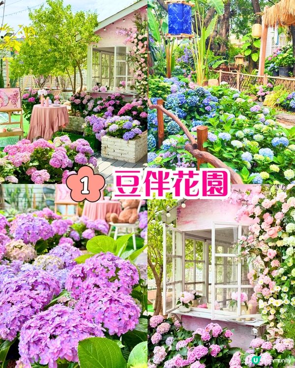 深圳繡球花打卡位5大推介📸😍真花佈置‼️貓貓cafe/中式庭院