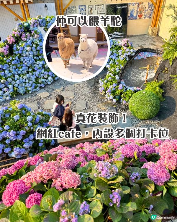 深圳繡球花打卡位5大推介📸😍真花佈置‼️貓貓cafe/中式庭院