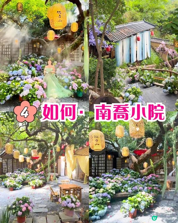 深圳繡球花打卡位5大推介📸😍真花佈置‼️貓貓cafe/中式庭院