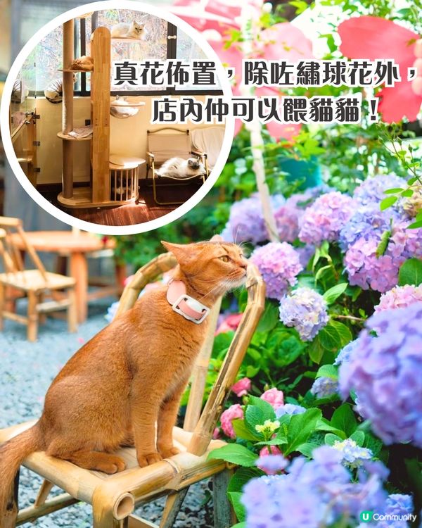 深圳繡球花打卡位5大推介📸😍真花佈置‼️貓貓cafe/中式庭院