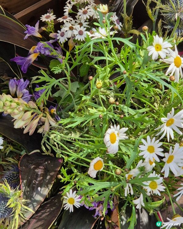 【🇰🇷首爾聖水】隱世綠洲Cafe陽光×植物嘅治癒時光🌞