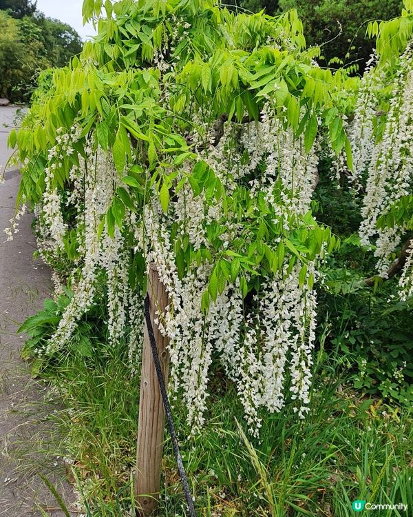 🌸我愛花花🌸之🌱邱園🌱世界植物王國👑