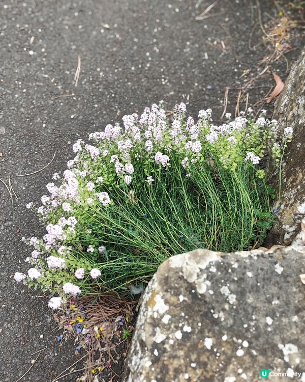 🌸我愛花花🌸之🌱邱園🌱世界植物王國👑