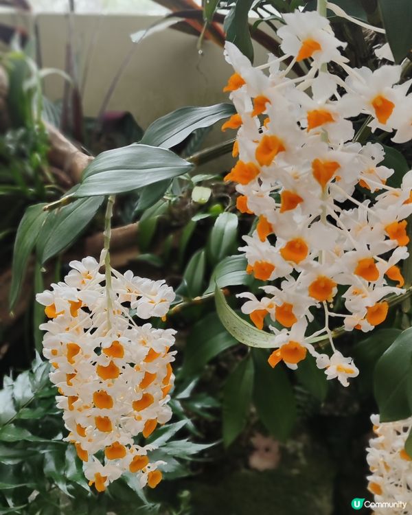 🌸我愛花花🌸之🌱邱園🌱世界植物王國👑