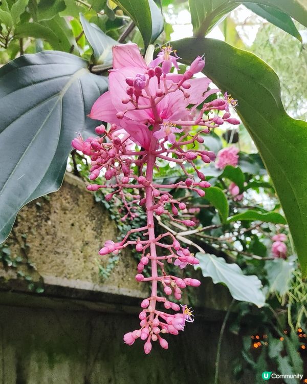 🌸我愛花花🌸之🌱邱園🌱世界植物王國👑