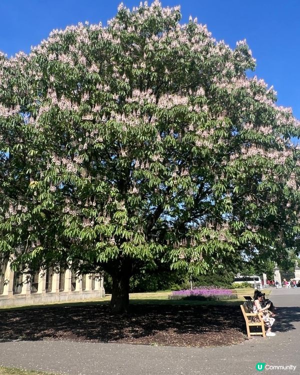 🌸我愛花花🌸之🌱邱園🌱世界植物王國👑