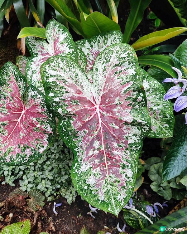 🌸我愛花花🌸之🌱邱園🌱世界植物王國👑