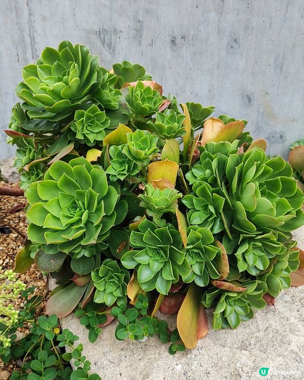 🌸我愛花花🌸之🌱邱園🌱世界植物王國👑