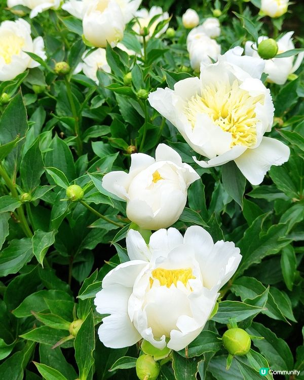 🌸我愛花花🌸之🌱邱園🌱世界植物王國👑